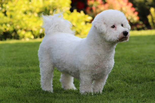 istock A white dog in the garden 822572854