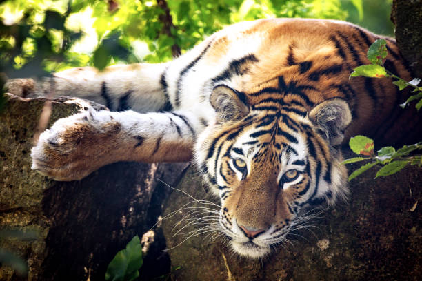 istock Siberian tiger resting in the undergrowth 822577066