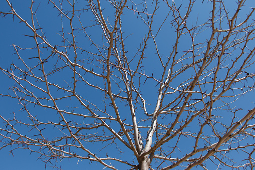 Leafless tree on a background of clear blue sky