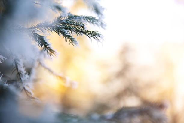 winter branch - christmas winter sunset snow imagens e fotografias de stock