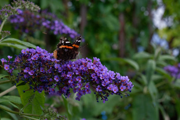 istock Urban Gardens of Beauty 822604302