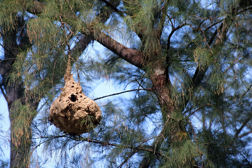 Wasp nest on the pine tree in the garden,Wilelife animals in Thailand.