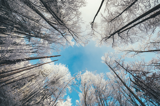 Frozen trees from below. Wide angle view.