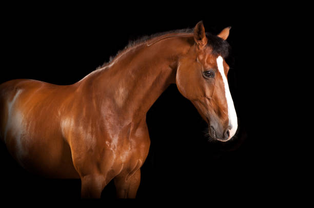 istock Horse with blaze black background 822610074
