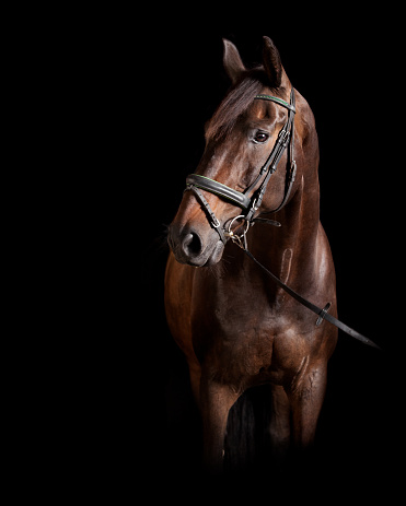 A brown Holstein horse with bridle against black background in studio