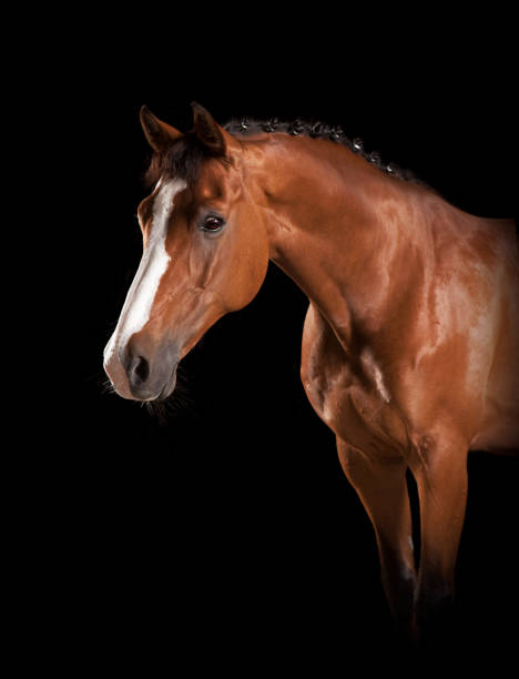 istock Elegant horse head 822615670