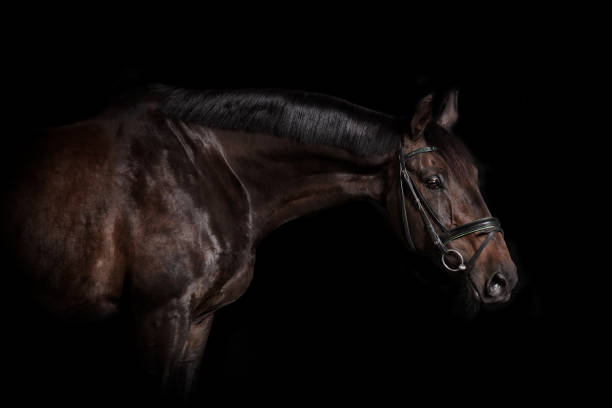 istock Riding horse with bridle 822616692