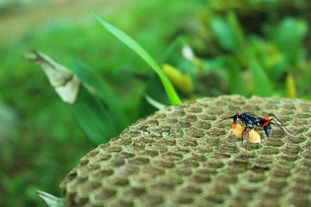 3,891 Animal Nest Wasp Hornet Bee Stock Photos, Pictures & Royalty-Free  Images - iStock