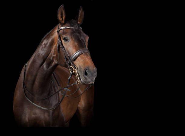istock Horse looks black background 822620866