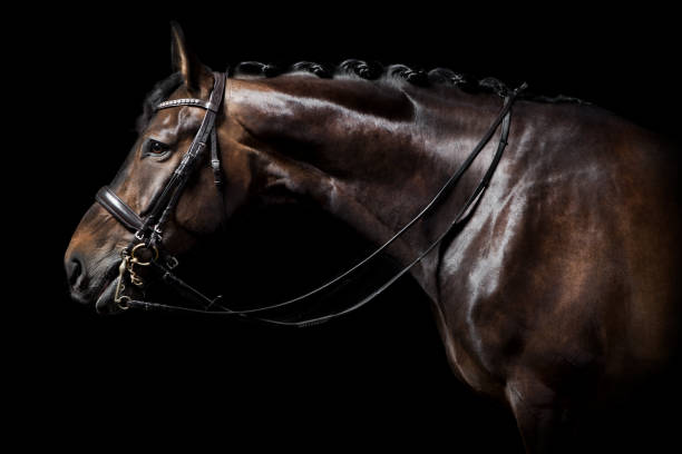 istock Brown horse with bridle 822621506