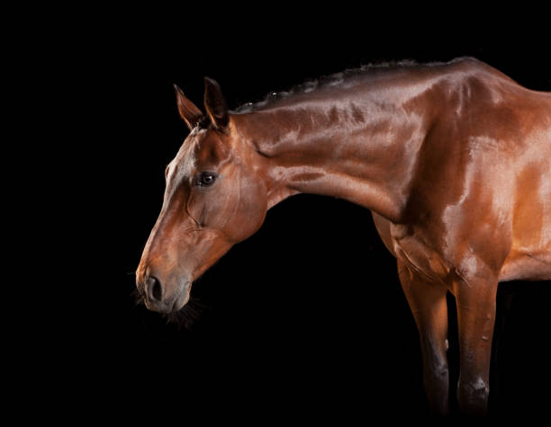 istock Brown horse with bridle 822623022