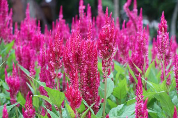 istock Pink Celosia argentea in public park formal garden 822623168