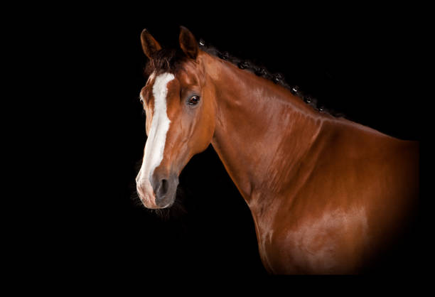 istock Brown horse head with blaze 822628482