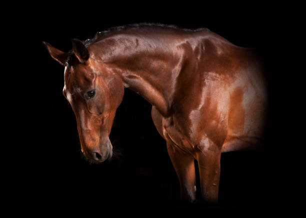 istock Horse portrait black background 822629036
