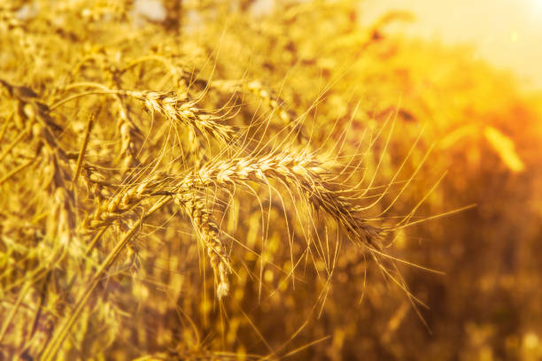istock olden wheat field and sunny day 822629106