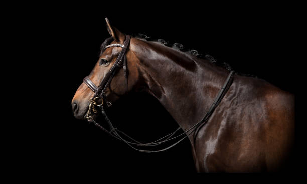 istock Brown horse black background 822630082