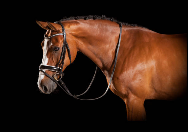 istock Elegant horse head with bridle 822630764
