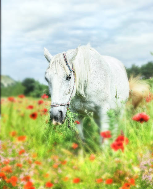 istock White horse in poppy field 822635660