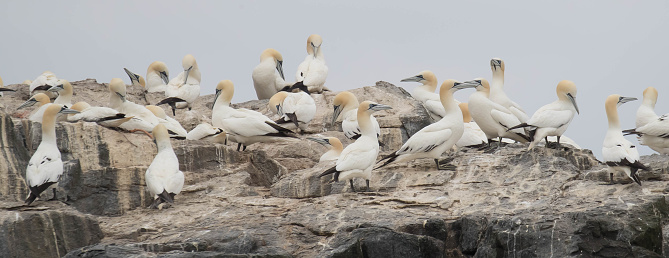 Gannets on the rocks.