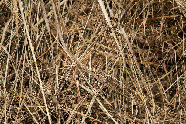 istock A beautiful closeup of a natural dried grass. 822648874