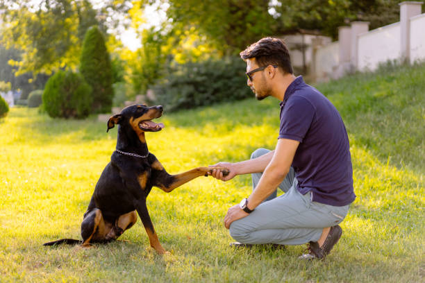 homem treinar um cão - training - fotografias e filmes do acervo