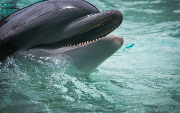 istock Closeup of Bottlenose Dolphin Swimming 822658380