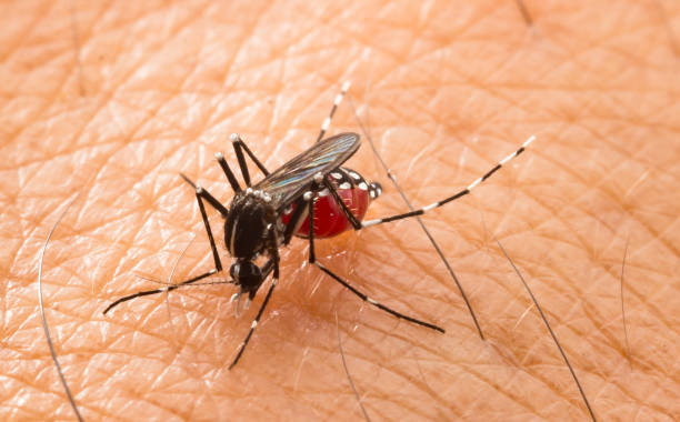 Aedes aegypti Mosquito Aedes aegypti Mosquito. Close up a Mosquito sucking human blood,Mosquito Vector-borne diseases,Chikungunya.Dengue fever.Rift Valley fever.Yellow fever.Zika.Mosquito on skin mosquito filled with blood stock pictures, royalty-free photos & images