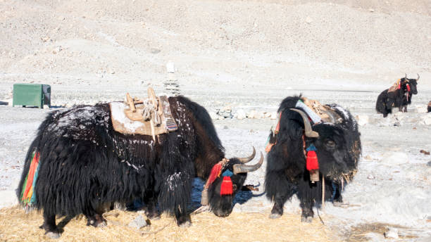 istock Yaks grazing close to the Everest Base Camp, Tibet 822664314