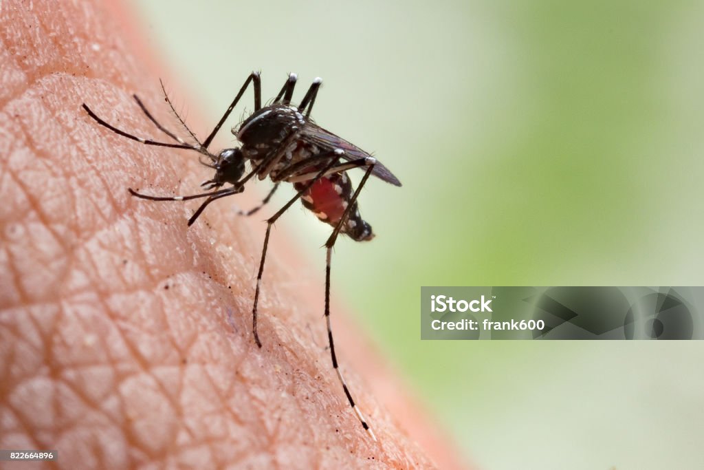 Aedes aegypti Mosquito Aedes aegypti Mosquito. Close up a Mosquito sucking human blood.Aedes aegypti Mosquito. Close up a Mosquito sucking human blood,Mosquito Vector-borne diseases,Chikungunya.Dengue fever.Rift Valley fever.Yellow fever.Zika.Mosquito on skin Mosquito Bite Stock Photo