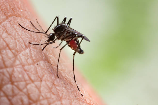 Aedes aegypti Mosquito Aedes aegypti Mosquito. Close up a Mosquito sucking human blood.Aedes aegypti Mosquito. Close up a Mosquito sucking human blood,Mosquito Vector-borne diseases,Chikungunya.Dengue fever.Rift Valley fever.Yellow fever.Zika.Mosquito on skin arthropod stock pictures, royalty-free photos & images