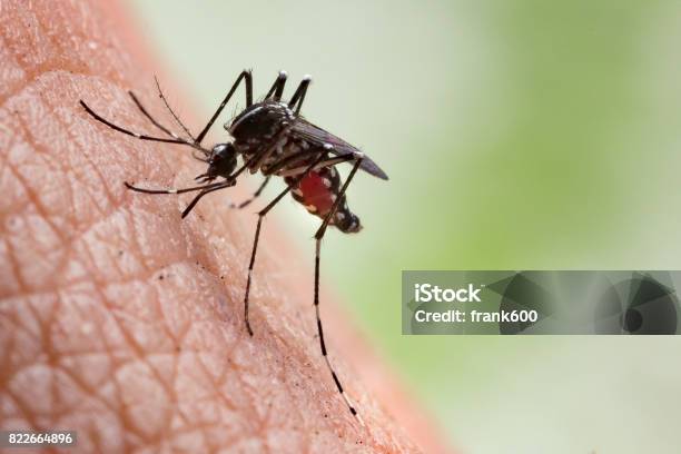 Aedes Aegypti Mosquito Stock Photo - Download Image Now - Mosquito Bite, Malaria, Zika Virus