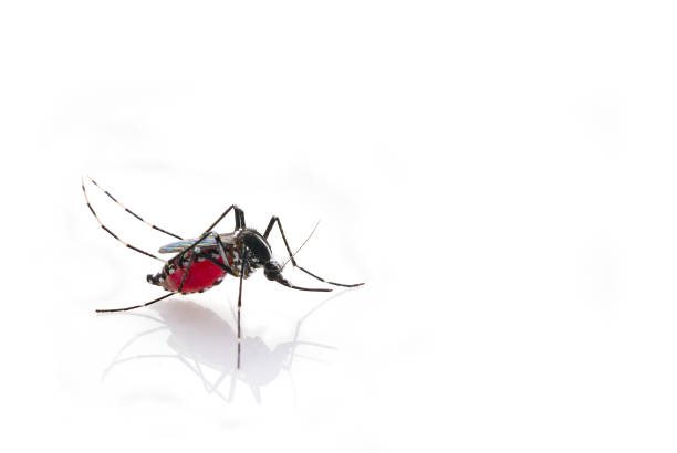 комары (aedes aegypti) сосать кровь . - иголка часть тела животного стоковые фото и изображения