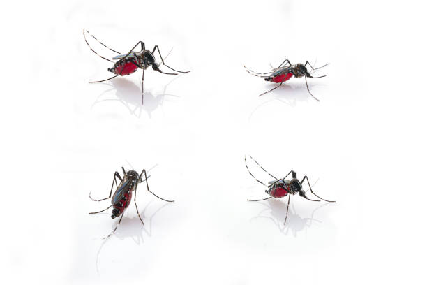 Mosquito (Aedes aegypti) sucking blood . Mosquito (Aedes aegypti) sucking blood . Mosquito is carrier of Malaria, Encephalitis, Dengue and Zika virus, isolated on white backgroundMosquito (Aedes aegypti) sucking blood . Mosquito is carrier of Malaria, Encephalitis, Dengue and Zika virus, isolated on white background insect macro fly magnification stock pictures, royalty-free photos & images