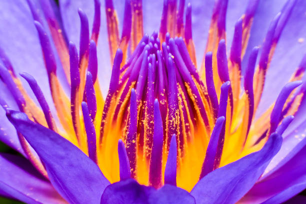 lotus de pollen se bouchent - water lily pink yellow photos et images de collection