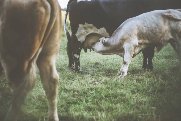 Little calf in cow herd