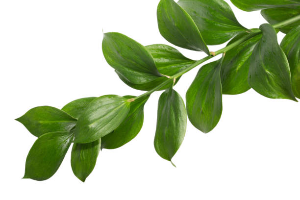 istock Green branch with leaves isolated 822672212