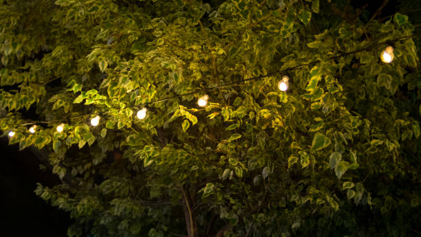 istock Bulbs hang over the tree with green leaf 822672384