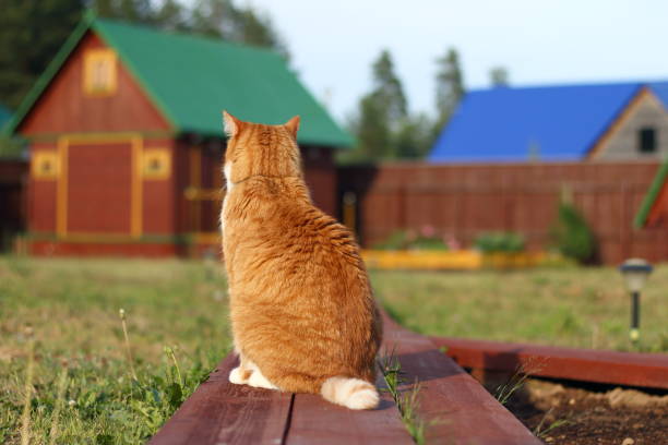 A red cat is sitting and looking at a house with a green roof.