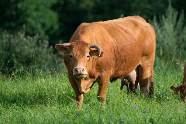 istock French cow limousine 822678154