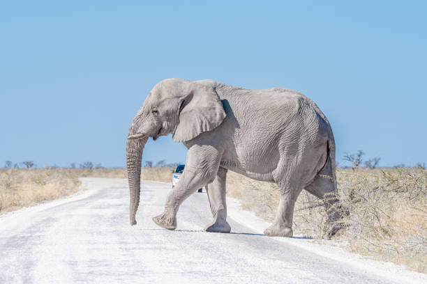 istock White African elephant, covered with white calcrete dust 822691934
