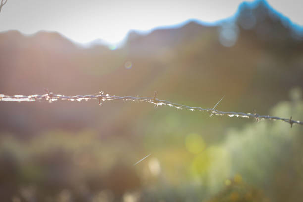 Barbed wire in the morning sun