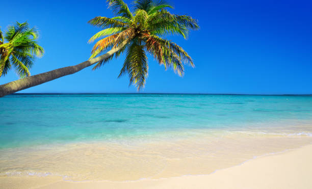istock Caribbean sea and palms 822698296