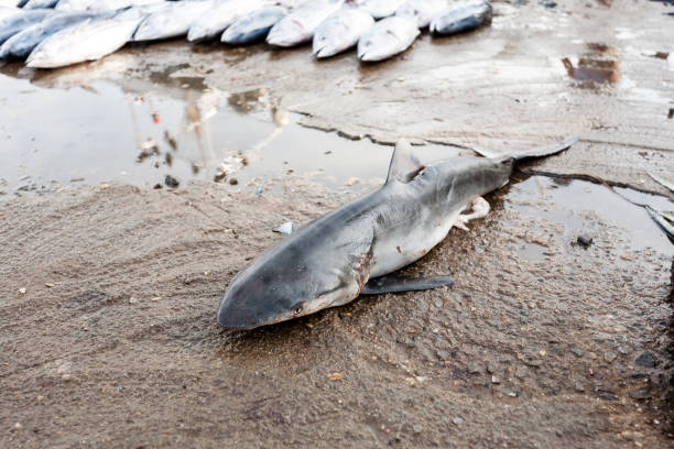 Fish market in Sri Lanka.