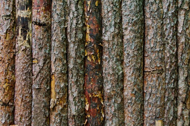 벗 겨 소나무 줄기, 천연 나무 질감의 나무 울타리의 배경 - log log cabin wood knotted wood 뉴스 사진 이미지