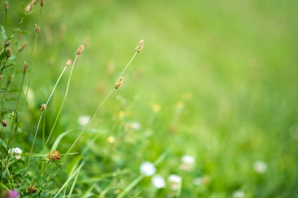 Defocused grass and summer flowers