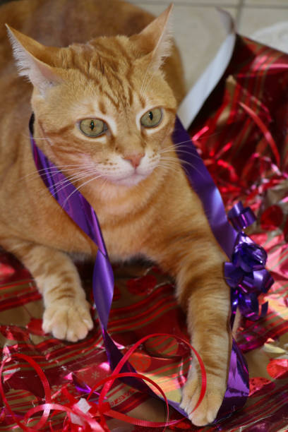 istock Paper and Ribbon 822707098