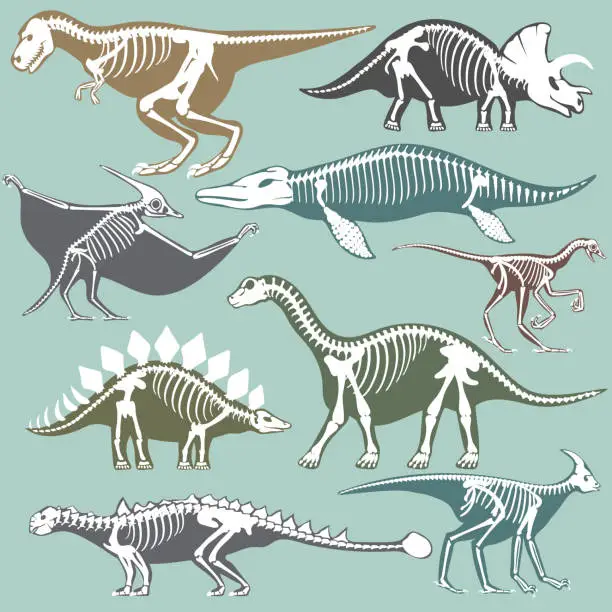 Vector illustration of Dinosaurs skeletons silhouettes set fossil bone tyrannosaurus prehistoric animal dino bone vector flat illustration