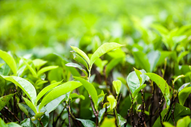 istock Fresh green tea leaves on a tea plantation 822713398