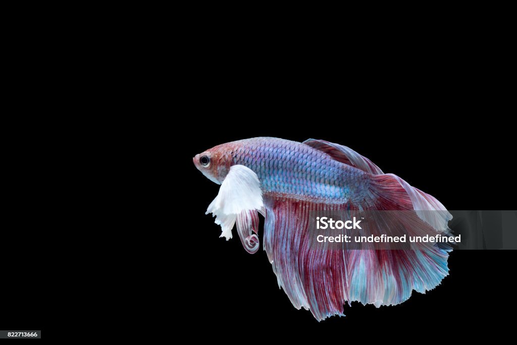 Siamese fighting fish on black background A beautiful siamese fighting fish on black background with clipping path Aggression Stock Photo