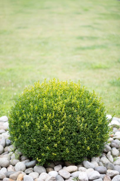 istock Round hedge with round rocks and freshly mowed lawn grass 822714446